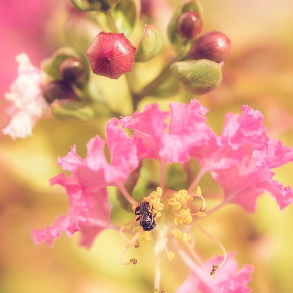 Other - Art Photo 8x10 Bee Wildflowers